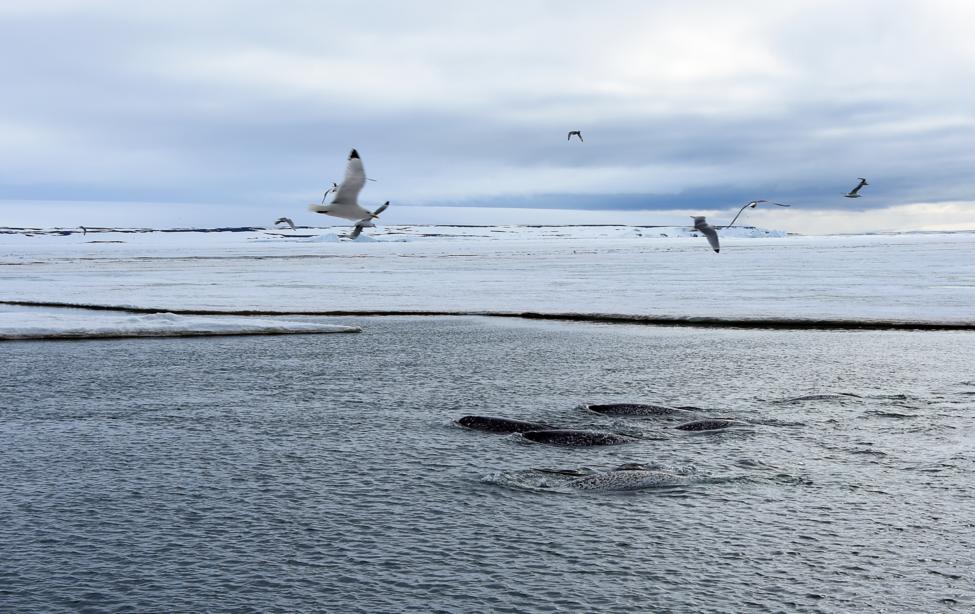 Нарвал в Красной книге России - рог нарвала, бивень