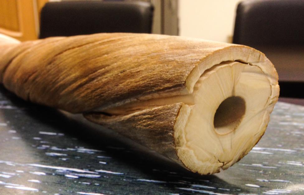 Нарвал в Красной книге России - рог нарвала, бивень