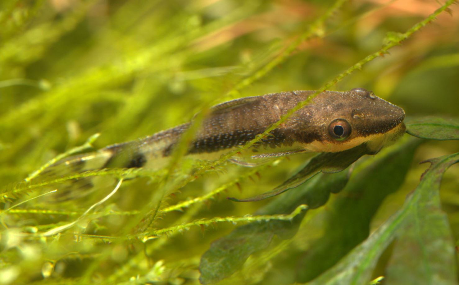 Отоцинклюс: аффинис и другие виды, содержание