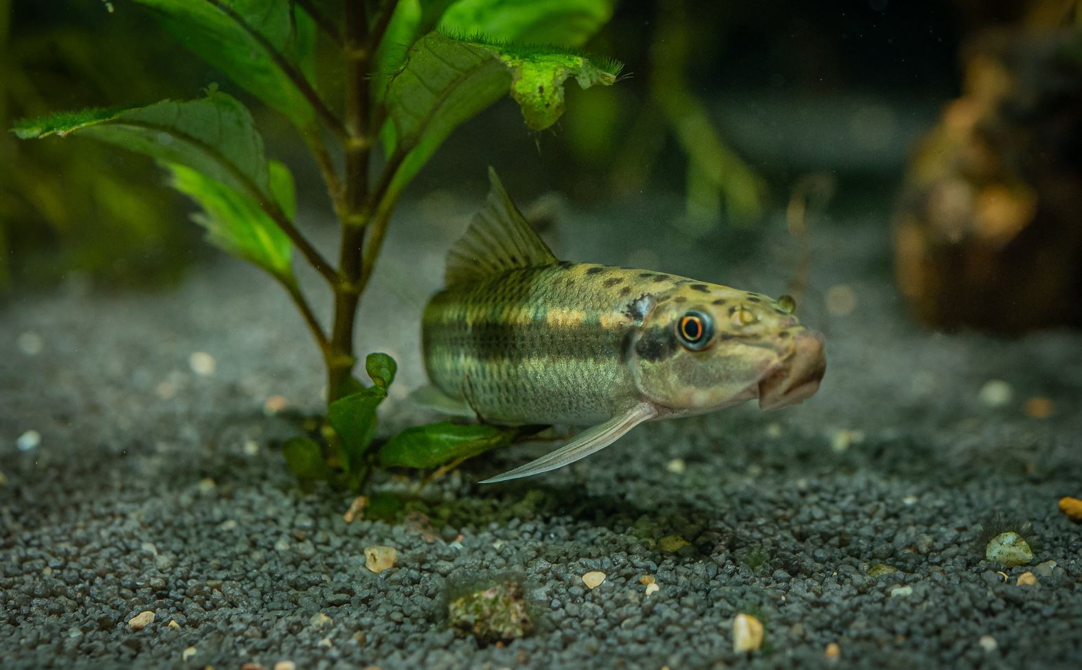 Отоцинклюс: аффинис и другие виды, содержание