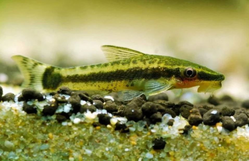 Отоцинклюс: аффинис и другие виды, содержание