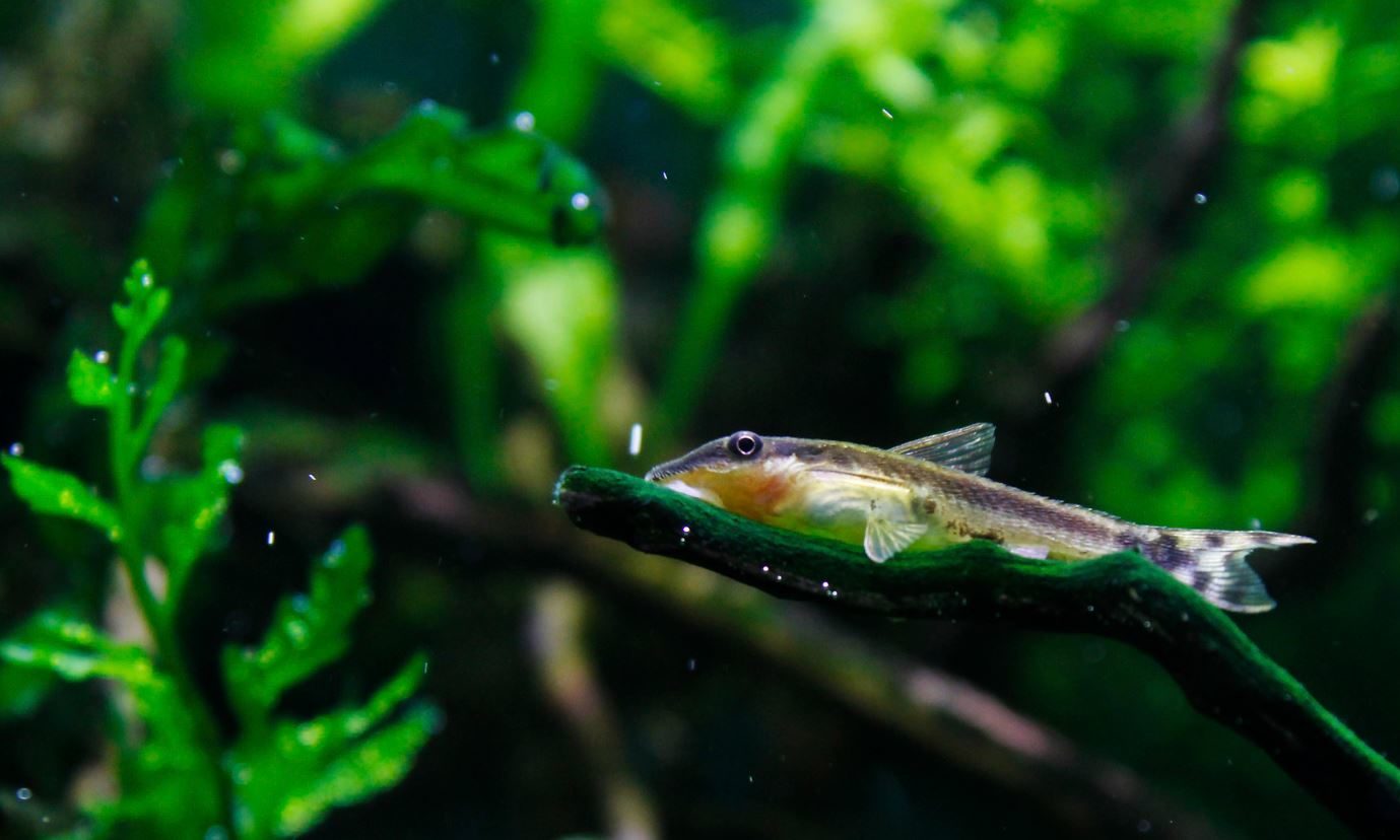 Отоцинклюс: аффинис и другие виды, содержание