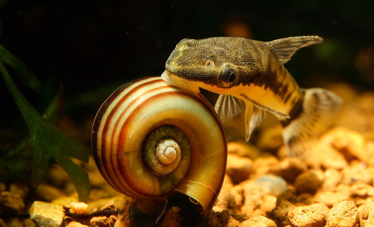 Отоцинклюс: аффинис и другие виды, содержание