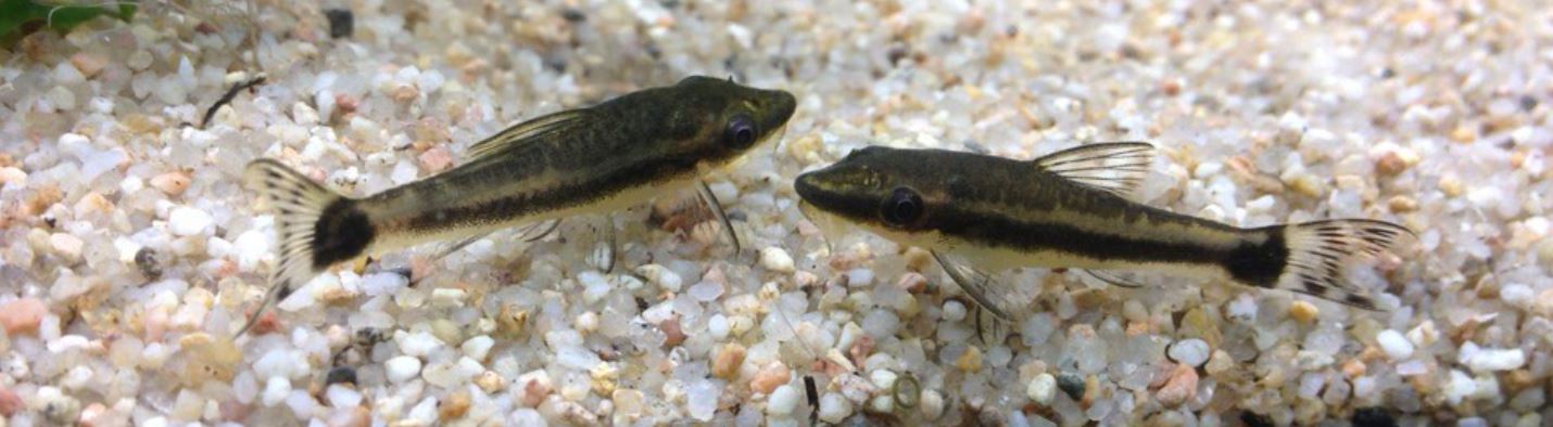 Отоцинклюс: аффинис и другие виды, содержание