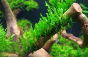 Отоцинклюс: аффинис и другие виды, содержание