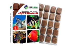 Отоцинклюс: аффинис и другие виды, содержание