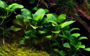 Отоцинклюс: аффинис и другие виды, содержание