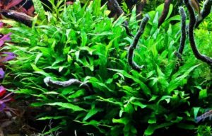 Отоцинклюс: аффинис и другие виды, содержание