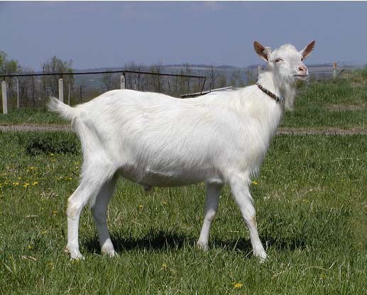 Зааненская коза