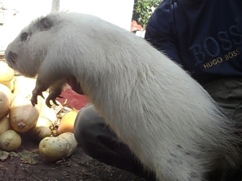 Группа белых нутрий