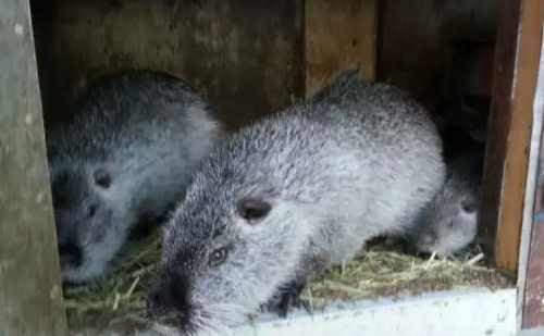 Серебристые