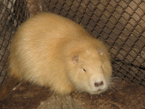 Золотистые