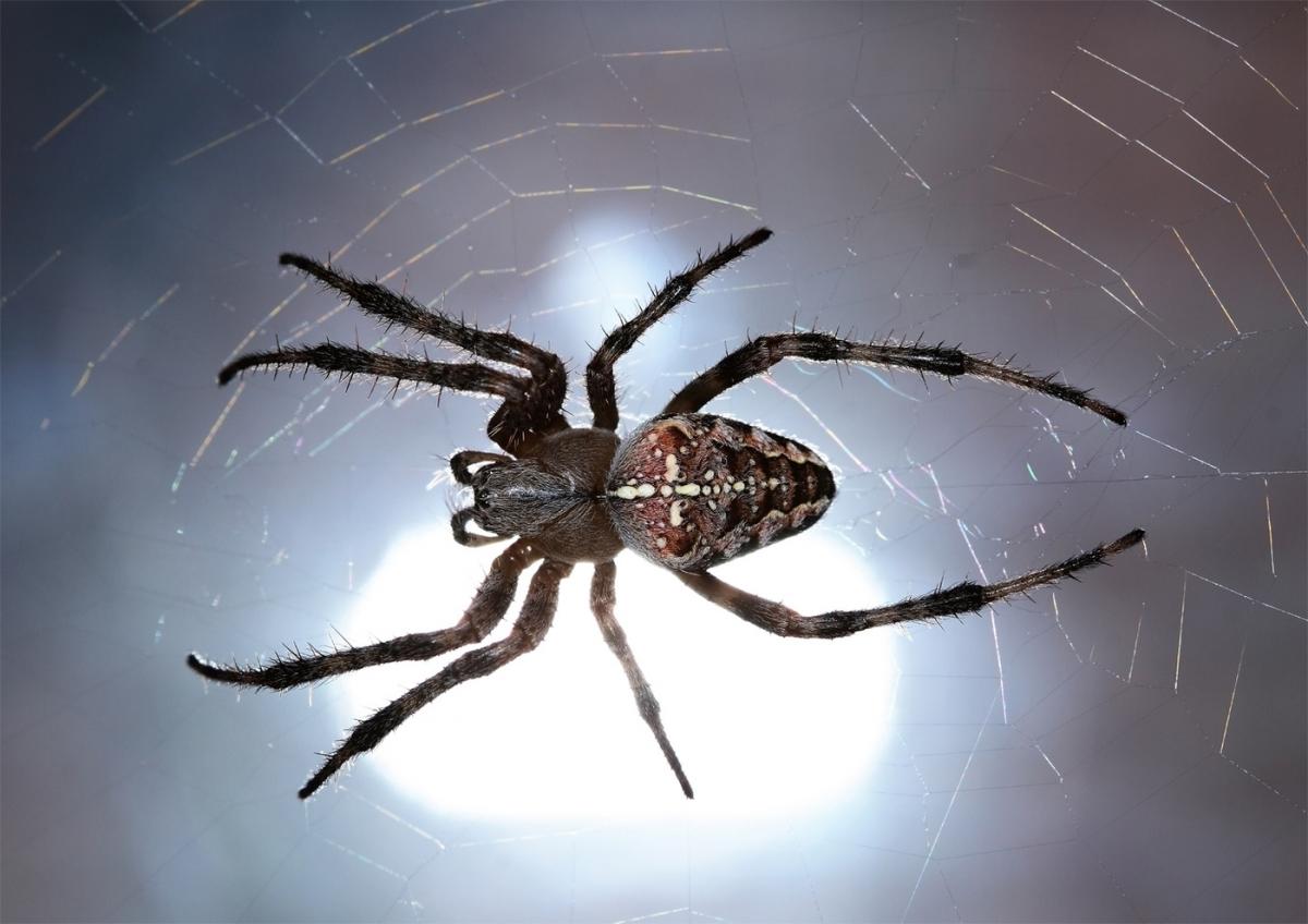 головогрудь