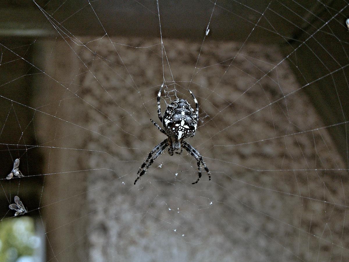 Размер паука