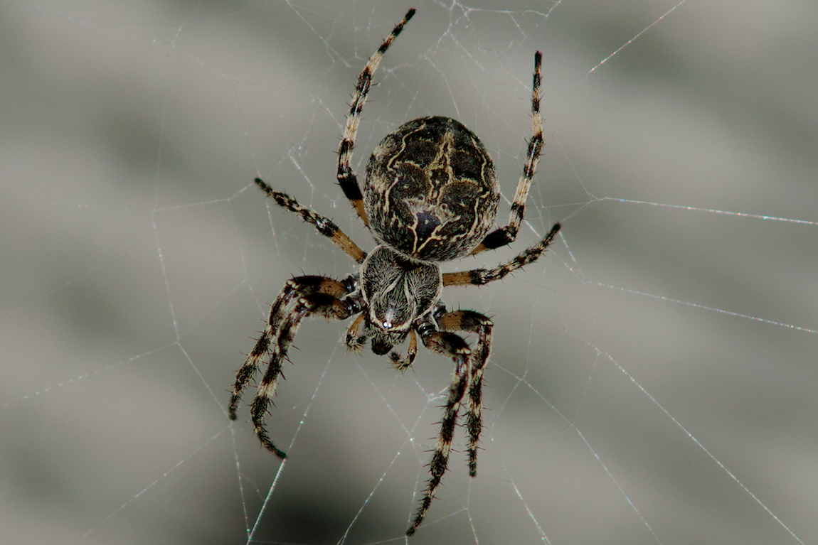 Общий крест