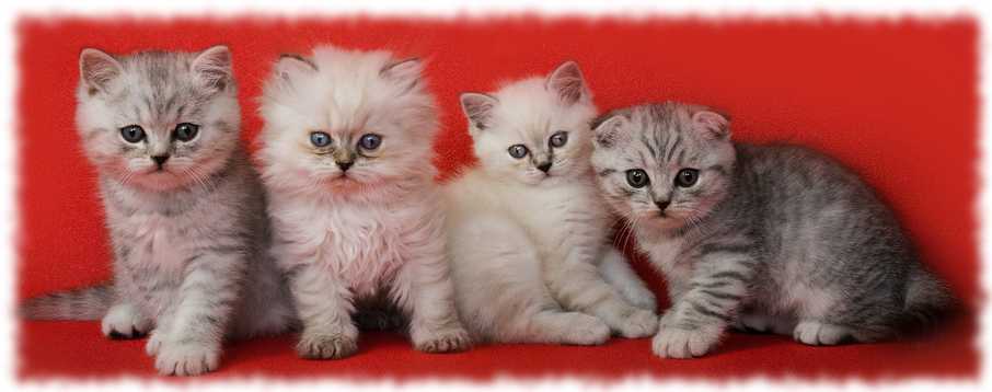 шотландские котята фотографии шотландских котят по типам