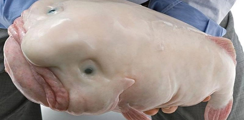 Рыба-капля (психролют): как выглядит