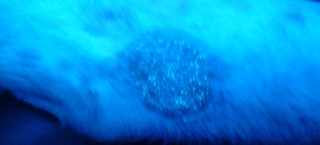 фото3 лампа вуда цвета свечения