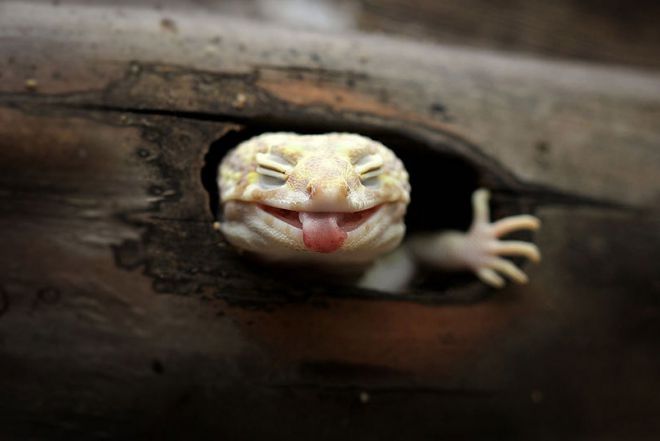 эублефар персонаж