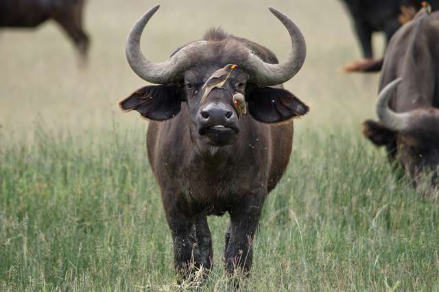 фотография африканского буйвола