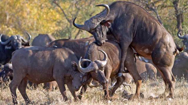 африканские буйволы