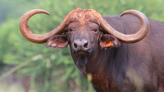 фото буйвола с огромными рогами