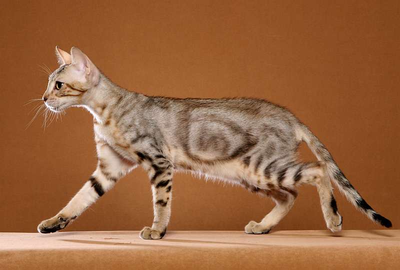 кошка сококе описание и фото