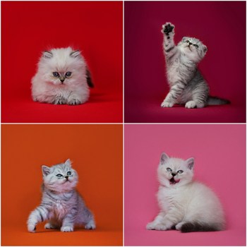 шотландские котята фото и описание