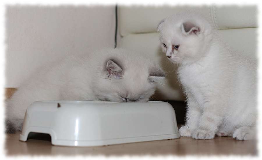 корм для шотландских котят для правильного питания