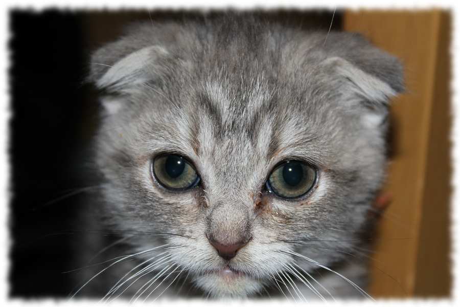 уход за глазами шотландских котят