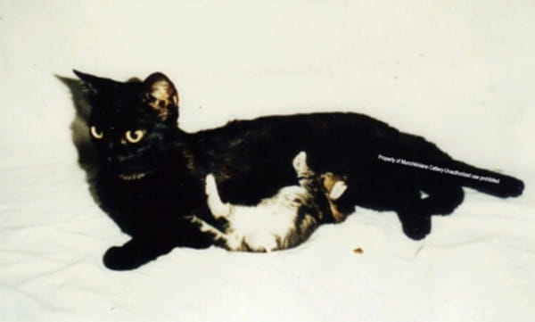 Изображение самого первого кота Blackberry Munchkin