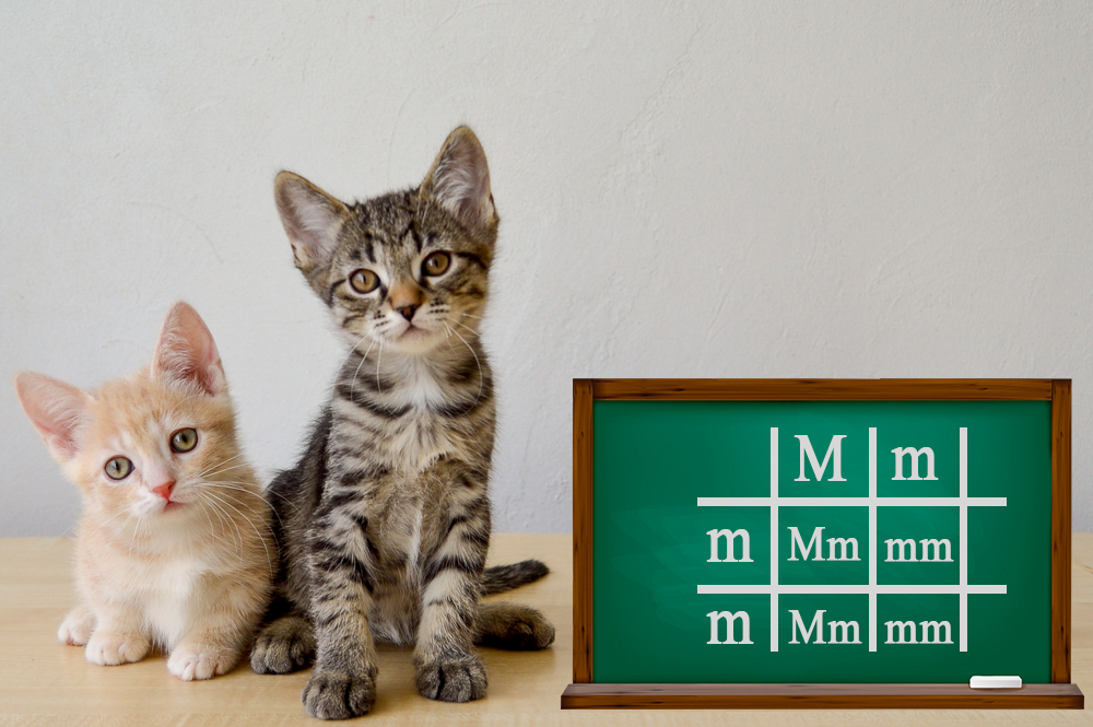 Приколотая решетка Манчкина