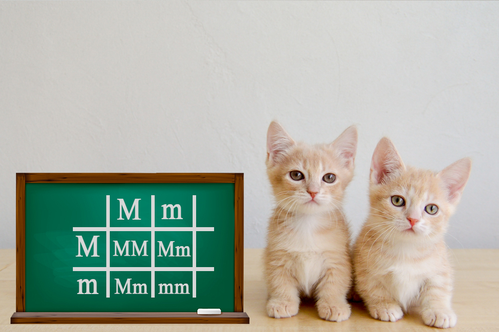 Приколотая решетка Манчкина