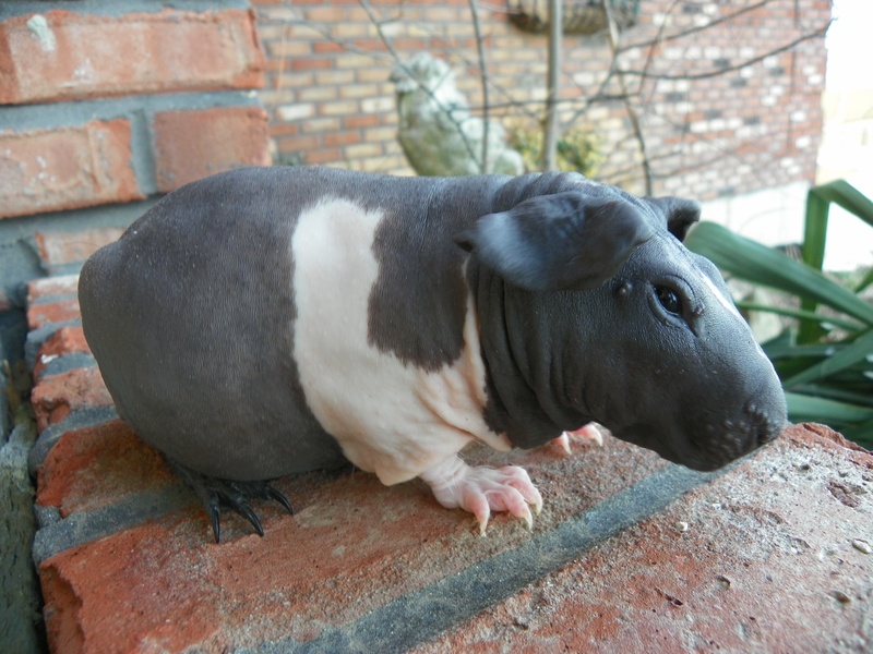 Морские свинки - описание, уход и содержание в домашних условиях