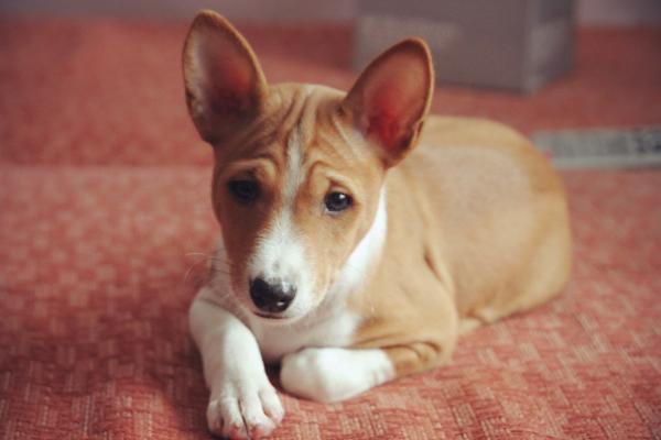 Басенджи фото, описание породы, отзывы, характер и уход, болезни