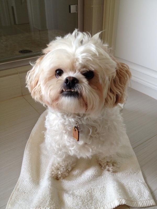 Породы собак похожие на пуделя по характеру: отличия и сходства