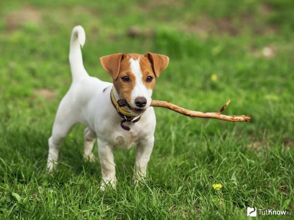 Продолжительность жизни джек-рассел-терьеров и как продлить этот срок