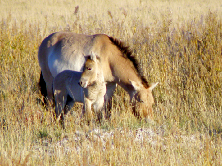 Лошадь Пржевальского