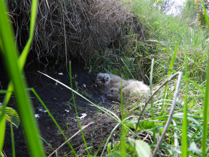 Птица филин - описание, голос, красная книга