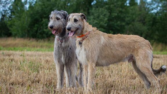 Ирландский волкодав