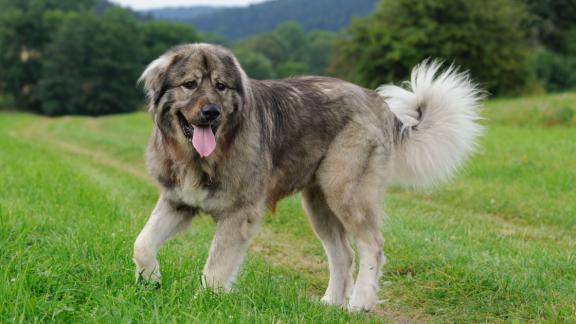 Кавказская овчарка