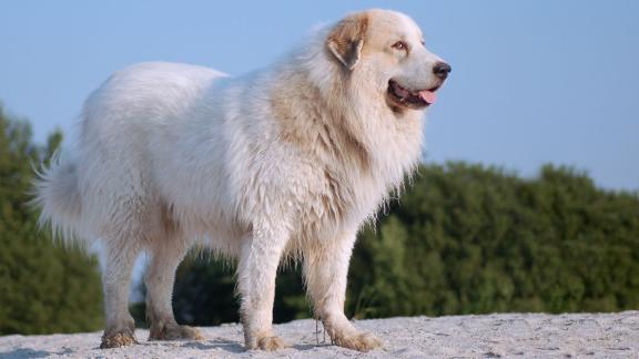 Пиренейская горная собака