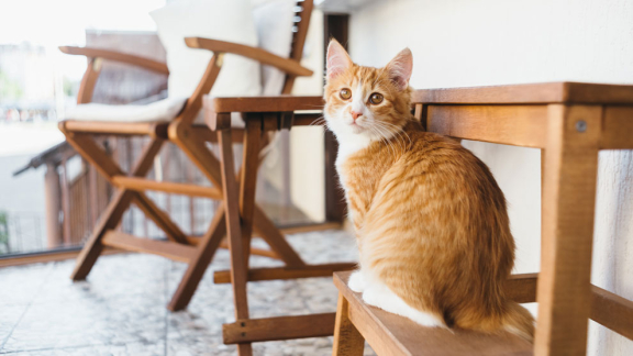 Рекомендованный возраст для кастрации