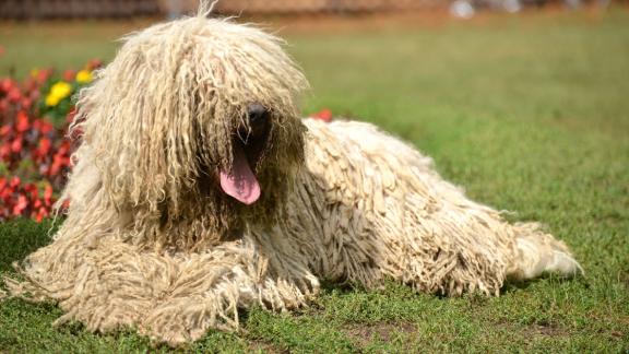 Венгерская овчарка