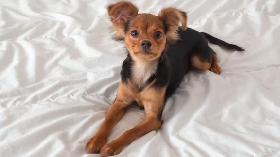 Особенности пищевого рациона