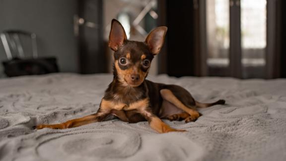 Плюсы и минусы породы