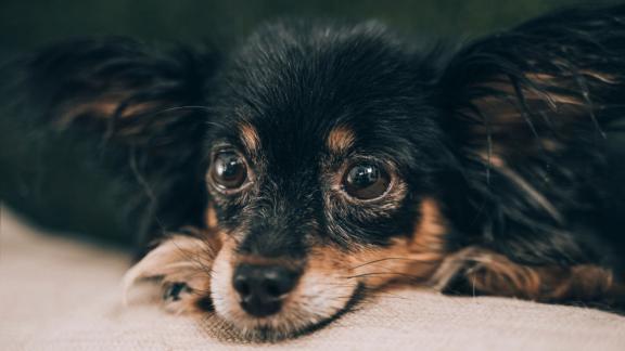 Helse og sykdom til den russiske leketerrieren