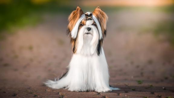 Характерные черты бобрового йорка