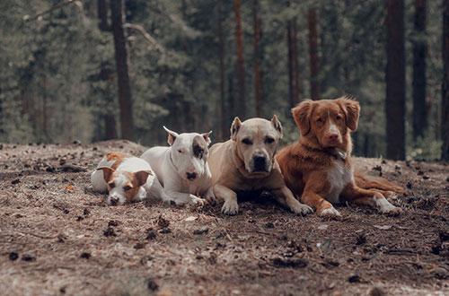 Сколько лет живут собаки