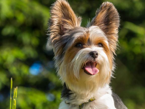 Как правильно поставить уши